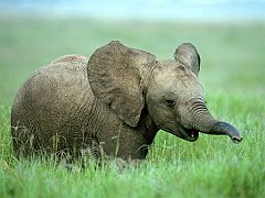 Animals - Baby Animal Elephant Wallpapers - 0.1 Wallpaper 1024x768